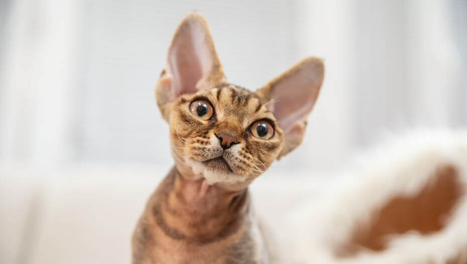 Devon rex hot sale history